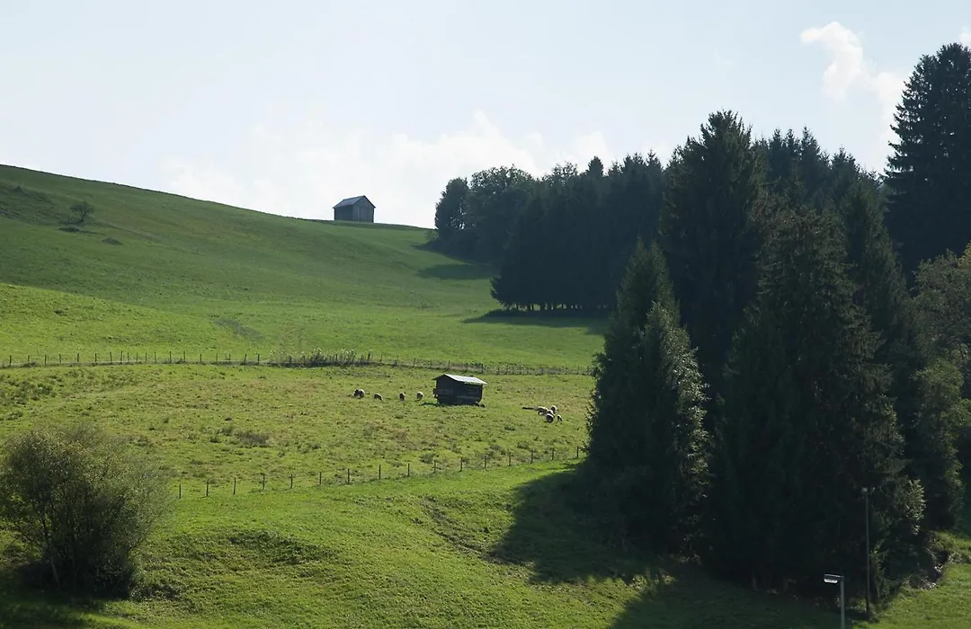 Gaisbock der Ferienhof-1